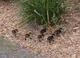 mk_ducklings.jpg