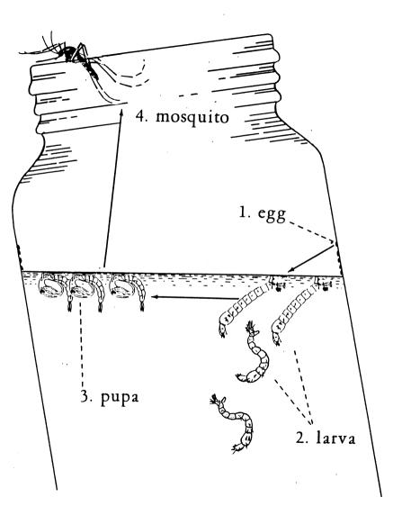 Mosquito Life Stages. Source: NCDENR info pamphlet (31)