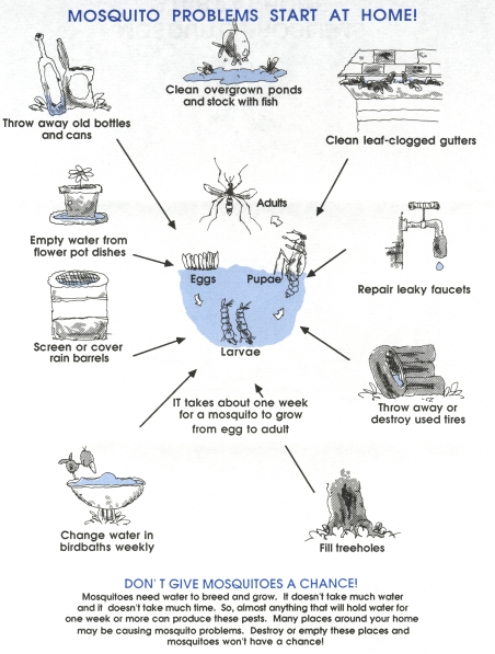 asian forest food web tiger