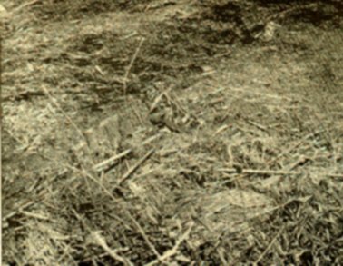 [A Moccasin Watching from Floating Reeds]