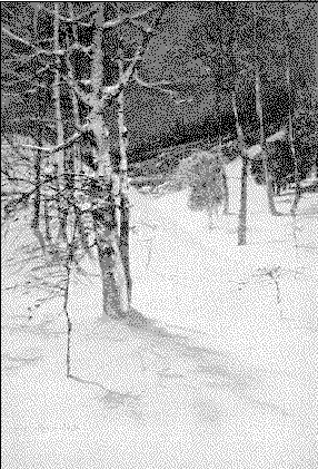 trees in the snow