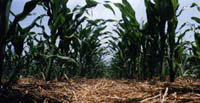 Corn in cover crop mulch