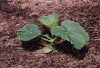 pumpkin seedling growing through cover crop mulch