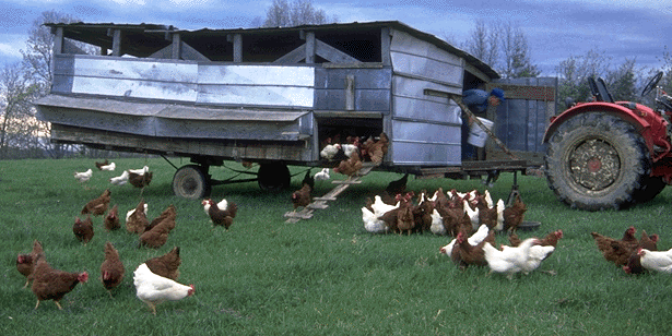 AmericanPastured Poultry Producers Association. APPPA publishes a ...