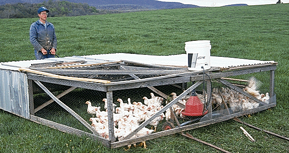 salatin advances one of the mobile broiler coops on his swoope va farm