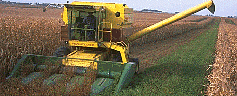 Grains, beans & forages