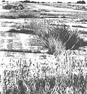 Fig. 42. Old Buckenham returned to agricultural use