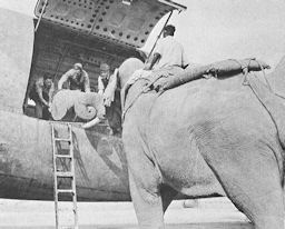 Image: C-46's on the Assam-China Route: Loading Gasoline Drums