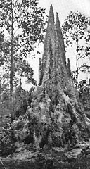 A common Congo termite mound