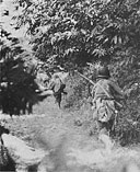 Scurrying Along a Hedgerow in the Mortain area