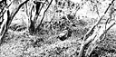 SOLDIER STANDING IN A CAMOUFLAGED FOXHOLE during an infantry
training problem in jungle warfare (top). An Australian sniper in a camouflaged
position during training (bottom). Every effort was made to teach all troops all
methods of jungle warfare so that they could better combat the enemy who was
well trained in jungle fighting and living.