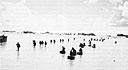 Men and supplies arrive across 500-yard reef off Peleliu