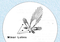 Minor lobes