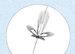 correct symmetry pattern on scope