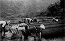 2. cooperative labor group transplanting rice seedlings