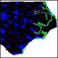 North Carolina Section of the International Dark-Sky Association