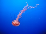 medusa at the Monterey aquarium