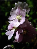 malva-alcea