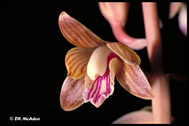 	The University of North Carolina Herbarium