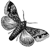moth