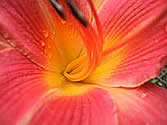 daylily
