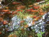 goldfish