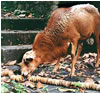 art consumed by animals