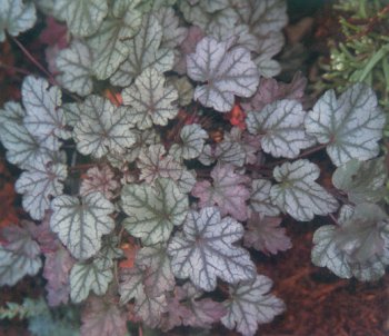 http://www.ibiblio.org/jardines/articulo6/heuchera.jpg