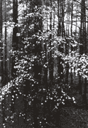 Trees in Spring
