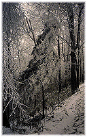 [Snow covered 
hemlock]