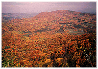 [Colorful deciduous
forest]