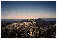 [Ice in the
treetops]