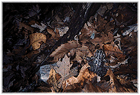 [A toad]
