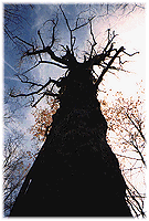 [A big tulip tree]