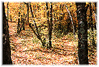 [A fork in the
trail]