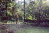 frontyard.JPG (46494 bytes)