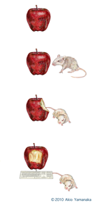Akio Yamanaka, AppleMouse