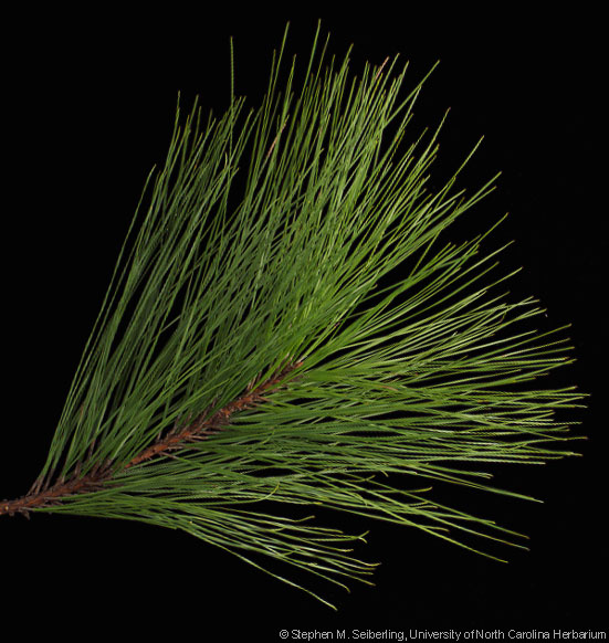 Pinus Leaves