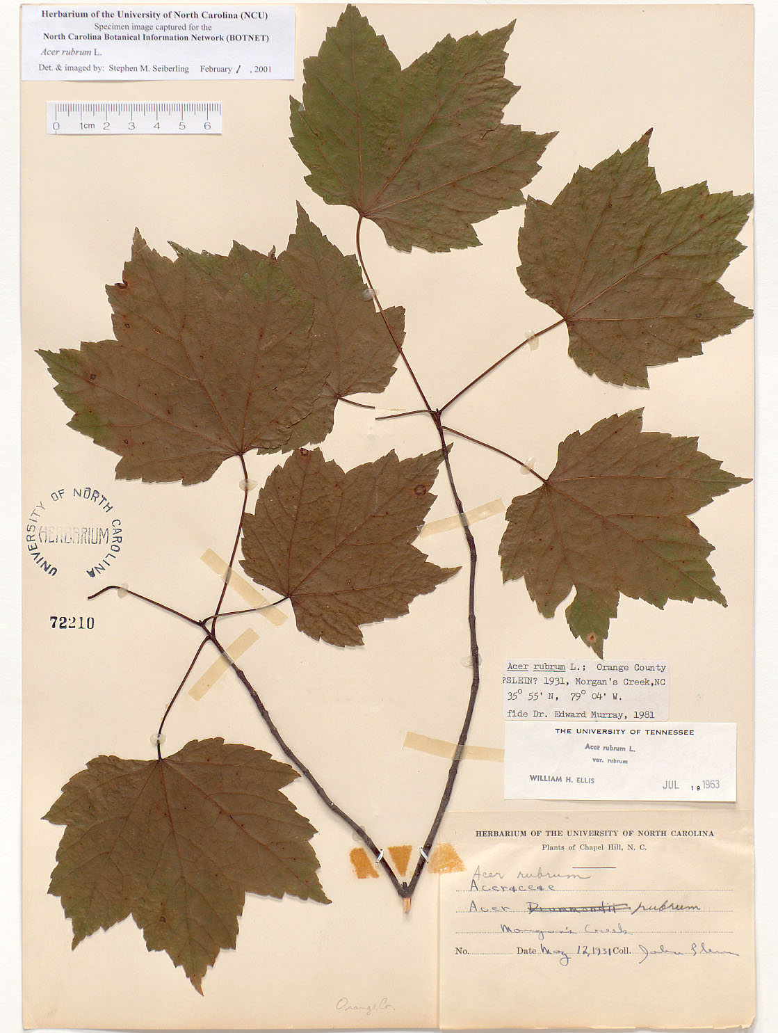 types of maple trees in nc