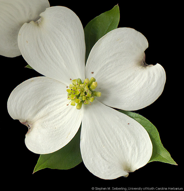 Dogwood