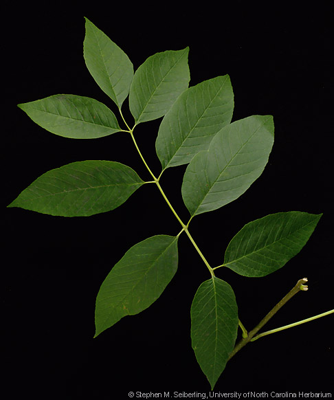 Fraxinus_americana_leaf01.jpg