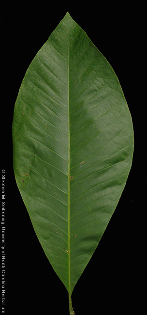 magnolia tree leaves. Individual leaf.