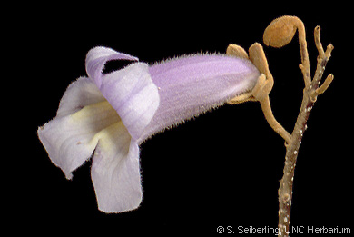 paulownia flower