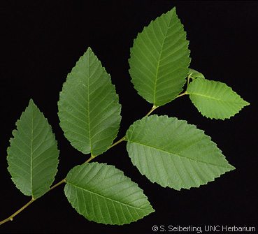 elm tree leaves. elm tree leaves