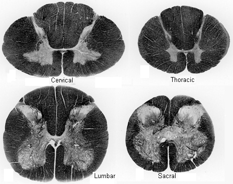 sacral spinal cross section