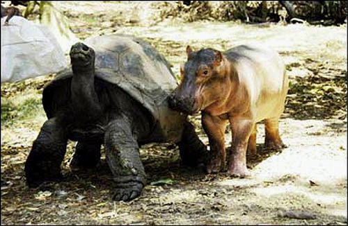 Picture of Baby Hippo and Its Friend the Tortoise