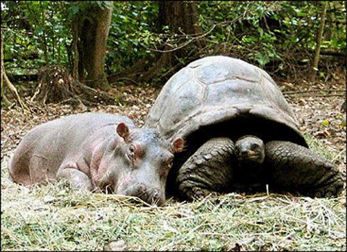  Baby Hippo Sleeps with Its Friend the Tortoise