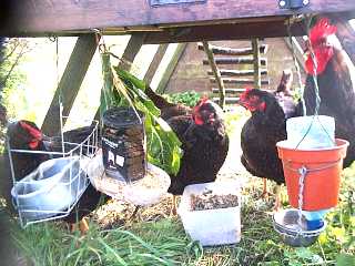 3+1 Barnevelder chickens in their 'chicken tractor'