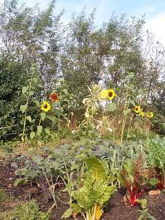 Small garden between tunnel and shelterbelt