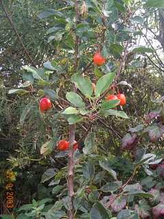 Malus 'John Downie'